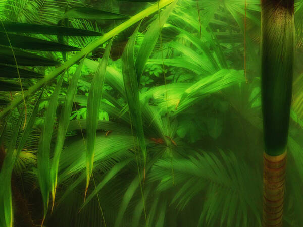 Connie Handscomb Poster featuring the photograph The Palm Forest by Connie Handscomb