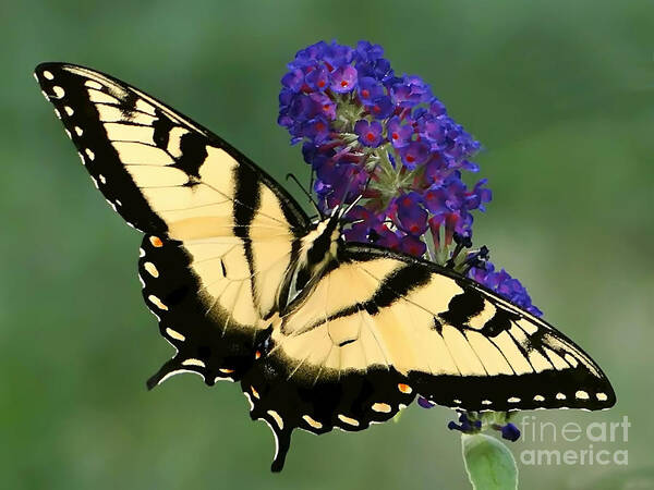 Swallowtail Poster featuring the photograph The Swallowtail by Sue Melvin