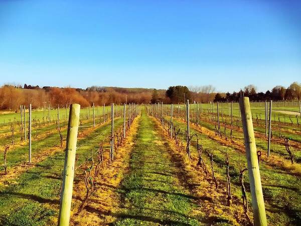 Landscape Poster featuring the photograph The Vineyard by Chris Montcalmo