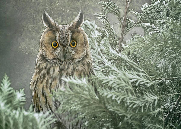 Long Eared Owl Poster featuring the photograph The watcher in the mist by Brian Tarr