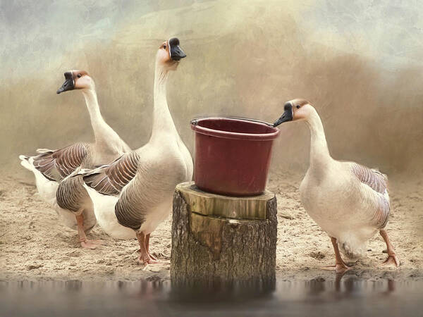 Geese Poster featuring the photograph The Watering Hole by Robin-Lee Vieira