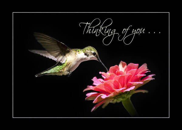 Thinking Of You Poster featuring the photograph Thinking of You Hummingbird Greeting Card by Christina Rollo
