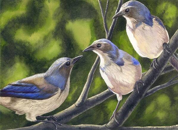 Birds Poster featuring the painting Three Jays by Catherine G McElroy