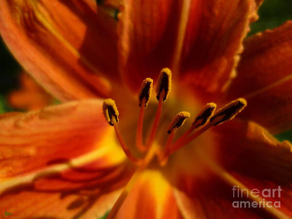 Lily Poster featuring the photograph Tiger Lily by Jeff Breiman