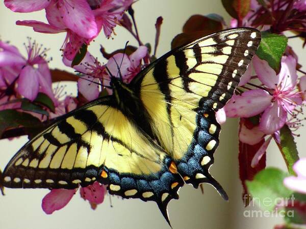 Butterfly Poster featuring the photograph Tiger Swallowtail Butterfly by Jean Wright