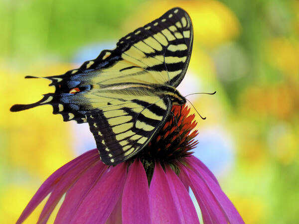 Eastern Tiger Swallowtail Butterfly Poster featuring the photograph Tiger Wings 2 - Butterfly by MTBobbins Photography