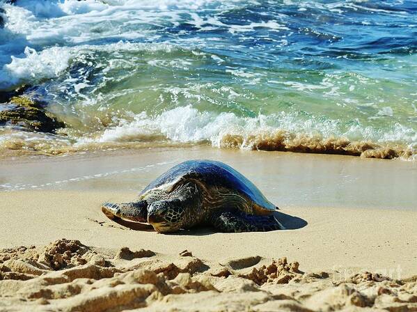 Sea Turtle Poster featuring the photograph Time for a Rest by Craig Wood