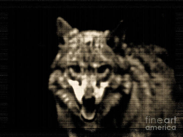 Tinted Wolf Digital Art Poster featuring the photograph Tinted Wolf by Debra   Vatalaro