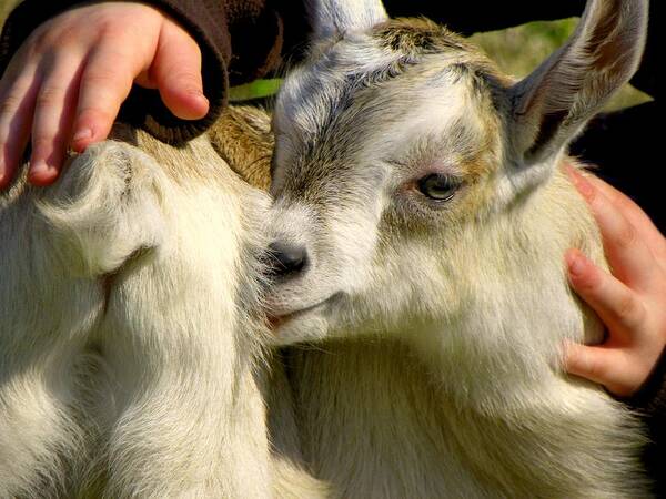 Baby Goats Poster featuring the photograph Tiny Hands by Karen Wiles
