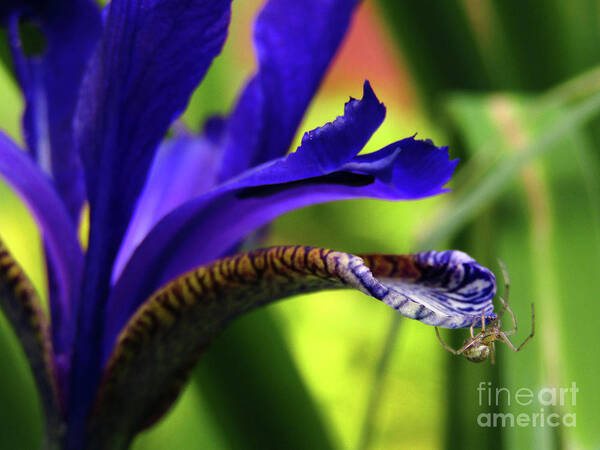 Spider Poster featuring the photograph Tiny Spider On Iris by Kim Tran
