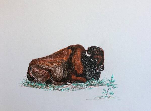 Bison Poster featuring the drawing Tired Bison by Ellen Canfield