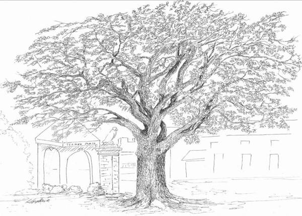 Auburn Poster featuring the drawing Toomer's Oaks by Barney Hedrick