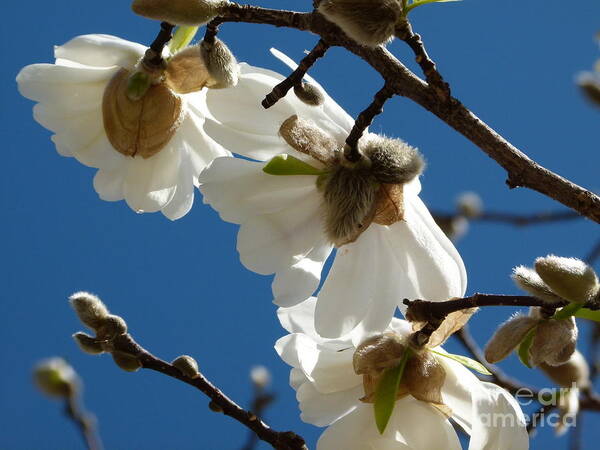 Serviceberry Flowers Poster featuring the photograph Touch Of Spring by Jane Ford