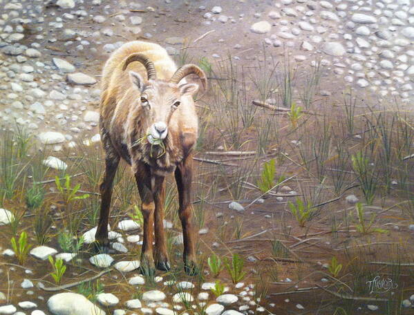 Big Horn Sheep Poster featuring the painting Tourist Attraction by Tammy Taylor