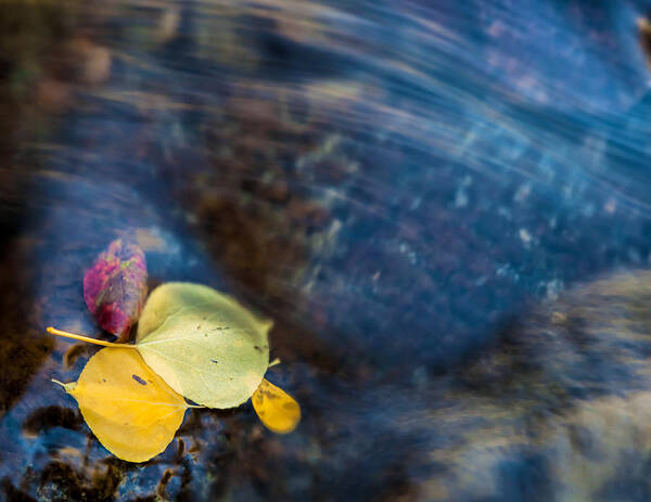 Fall Poster featuring the photograph Trapped by Jonathan Nguyen