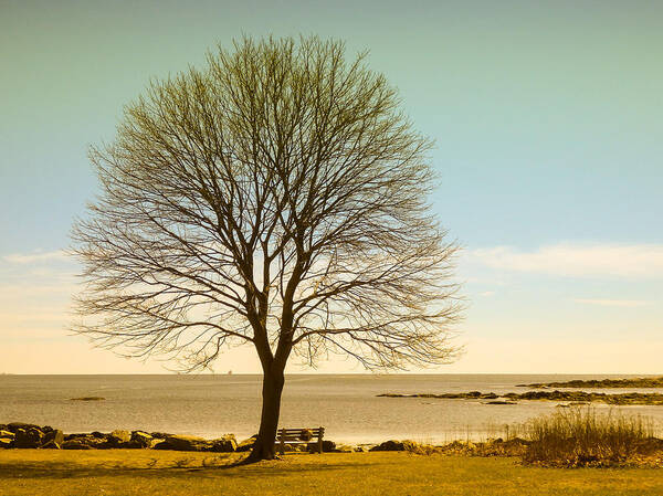 Great Island Common Poster featuring the photograph Tree at New Castle Common by Nancy De Flon