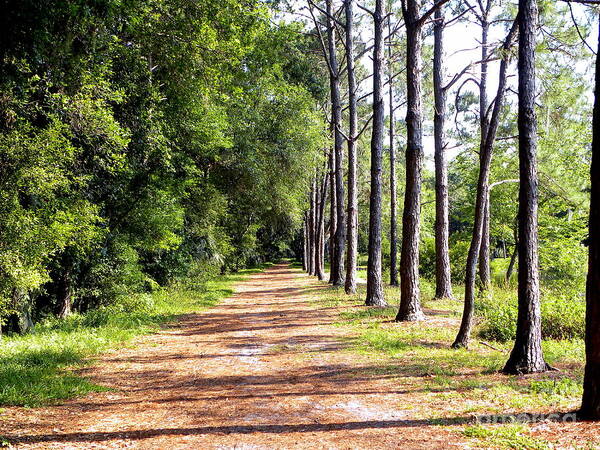 Trees Poster featuring the photograph Tree Lined Path by Terri Mills