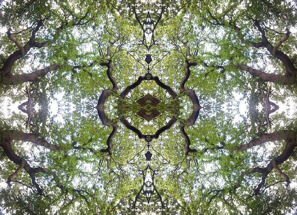 Tree Poster featuring the photograph Tree Photo Fractal by Julia Woodman