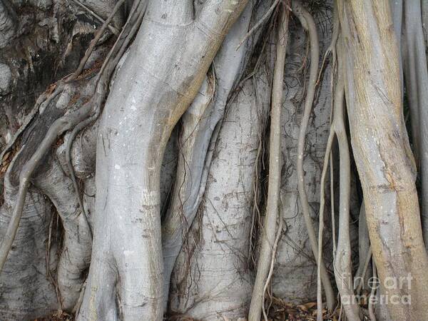 Tree Poster featuring the photograph Tree Roots by Glenda Zuckerman