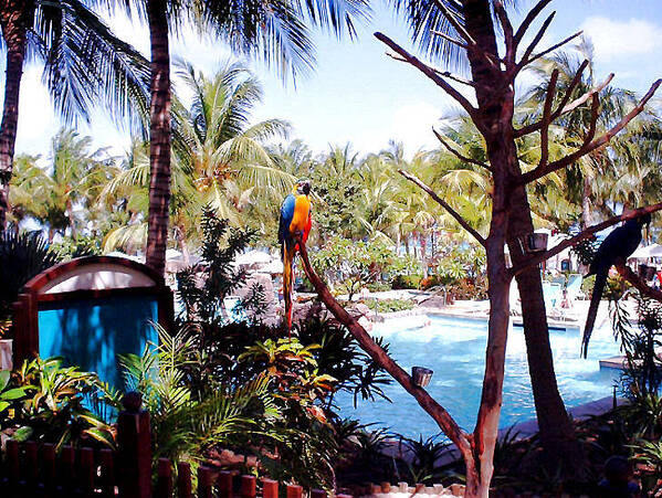 Tropical Garden Poster featuring the photograph Tropical Garden by Yannick Guerin