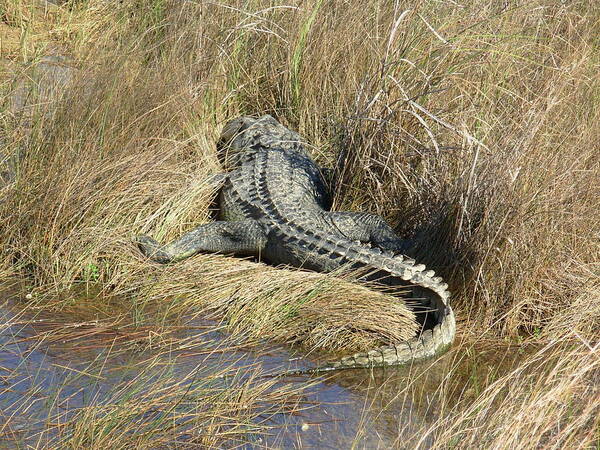 �inspirational� �spiritual� �motivational� �everglades �florida� �alligator� �crocodile� �wildlife� Poster featuring the photograph Turning my back on the situation by Sophia Landau