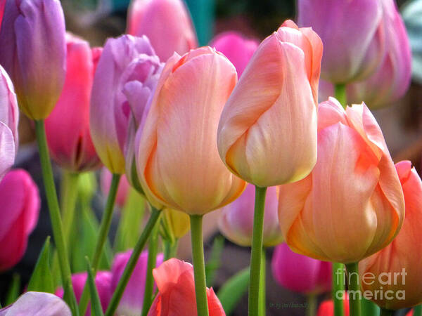  Tulip Poster featuring the photograph Tutti Frutti Tulips by Dee Flouton