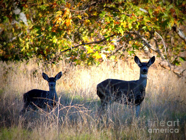 Animal Poster featuring the photograph Two Deer in Autumn Meadow by Carol Groenen