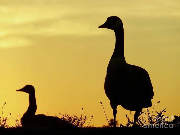 Geese Poster featuring the photograph Geese in Sunset Silhouette by Beth Myer Photography