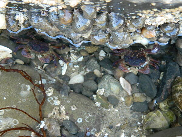 Crabs Poster featuring the photograph Two Little Crabs by Gallery Of Hope 