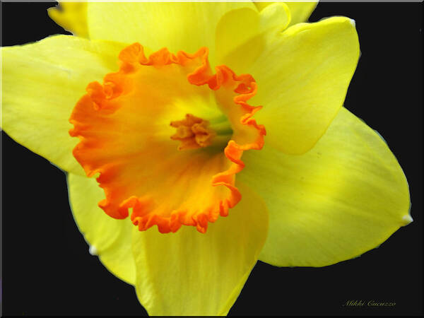 Flower Poster featuring the photograph Two Toned Daffodil by Mikki Cucuzzo