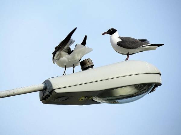 Laughing Gulls Poster featuring the photograph Two's Company by Linda Stern