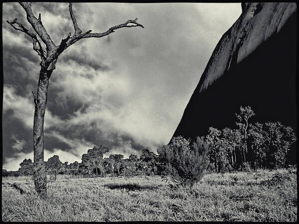 Uluru Poster featuring the photograph Uluru aka Ayers Rock with Dead Tree by Roger Passman