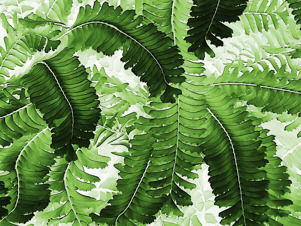 Ferns Poster featuring the photograph Vibrant Fronds by Marion McCristall