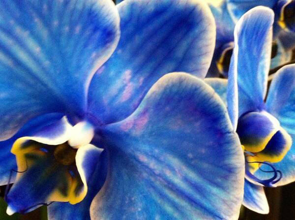 Close Up Bright Blue Orchid Poster featuring the photograph Vincent's Orchid by Meghan Gallagher
