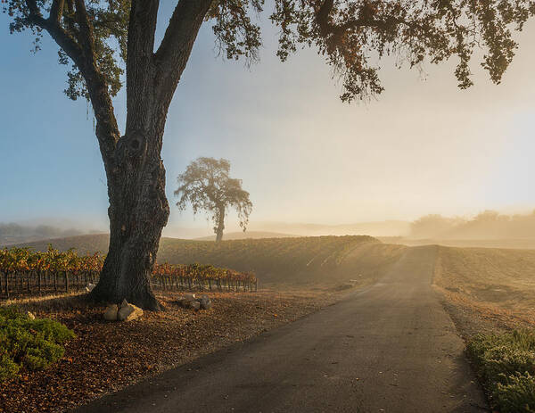 Paso Robles Poster featuring the photograph Vineyard Road by Joseph Smith