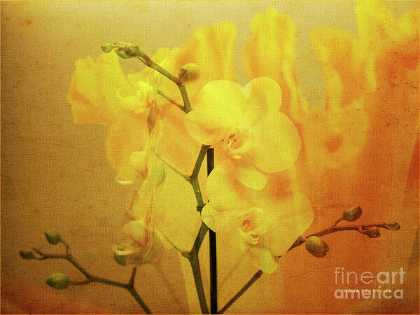 Mona Stut Poster featuring the photograph Yellow Visions of Spring Orchids by Mona Stut