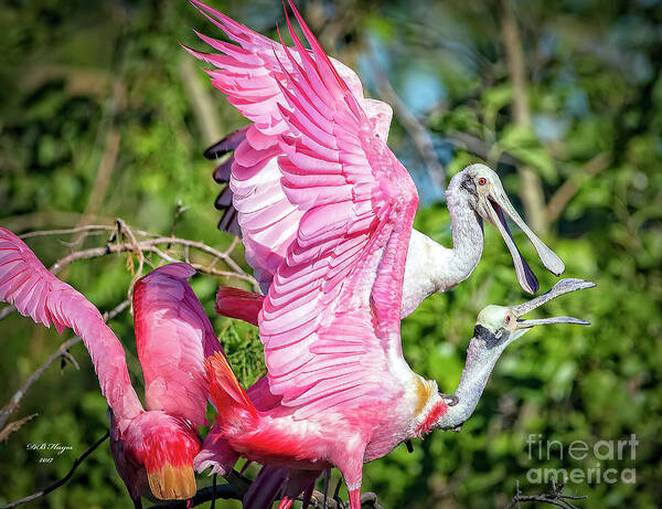 Roseate Poster featuring the photograph Vocal Roseate Spoonbill Mates by DB Hayes