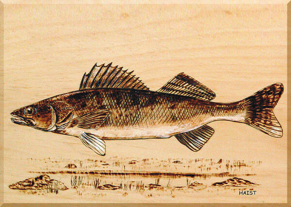 Walleye Poster featuring the pyrography Walleye by Ron Haist