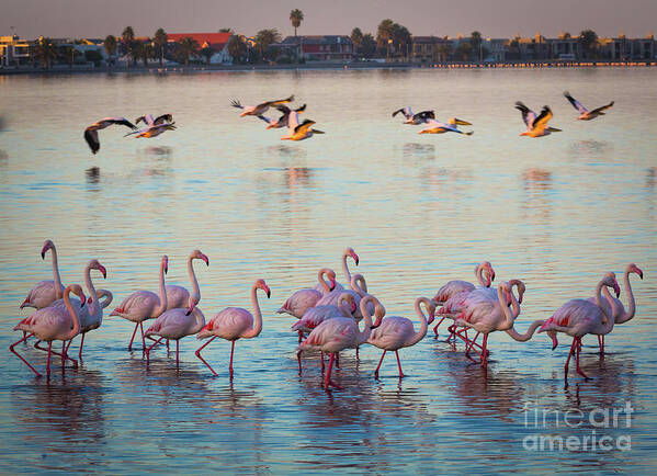 Africa Poster featuring the photograph Walvis Bay Flamingos by Inge Johnsson