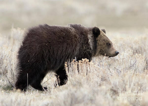 Grizzly Cub Poster featuring the photograph Wandering by Deby Dixon