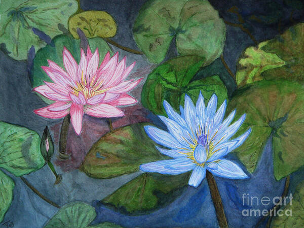 Lily Poster featuring the painting Water Lilies by Yvonne Johnstone