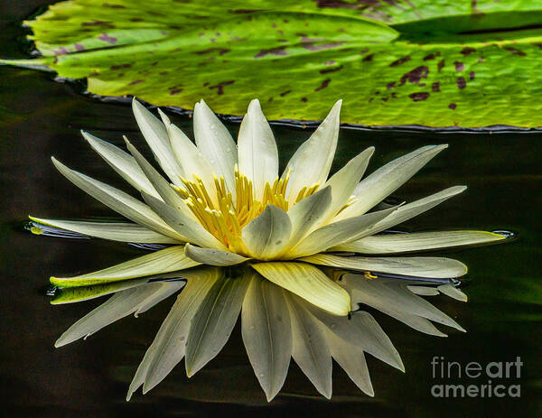 Gardens Poster featuring the photograph Water Lily 15-3 by Nick Zelinsky Jr