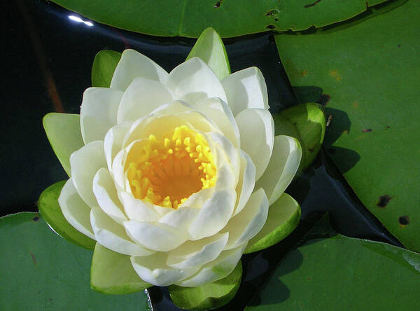 Cassadaga Lakes Poster featuring the photograph Water Lily 3437 by Guy Whiteley