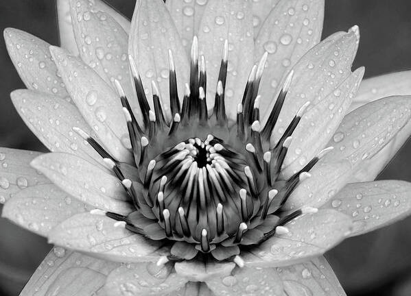 Water Lily Flower Poster featuring the photograph Water Lily b/w by Ronda Ryan
