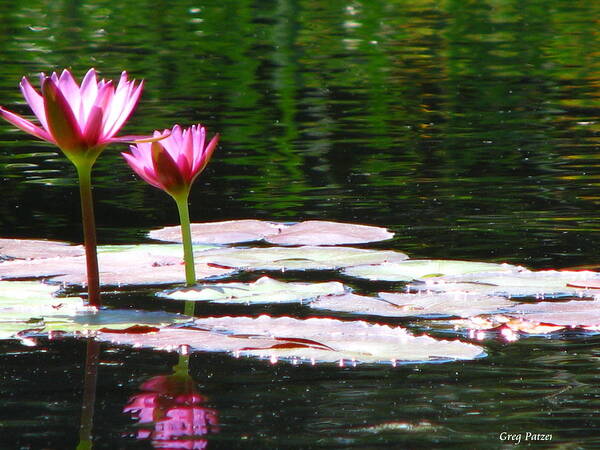 Patzer Poster featuring the photograph Water Lily by Greg Patzer