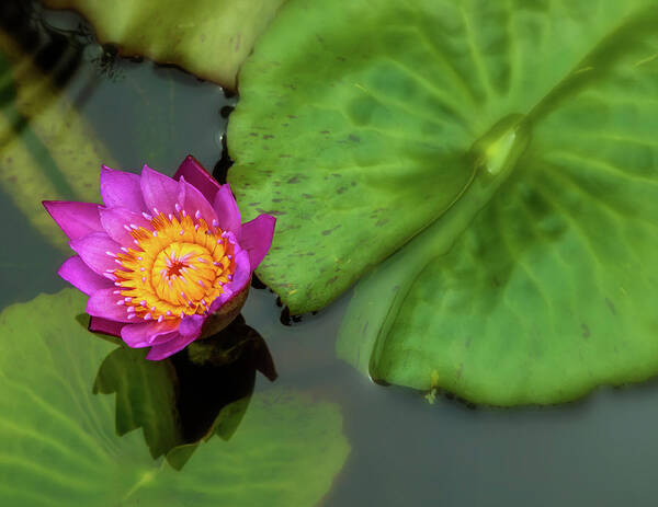 Nature Poster featuring the photograph Waterlily 5 by Jonathan Nguyen