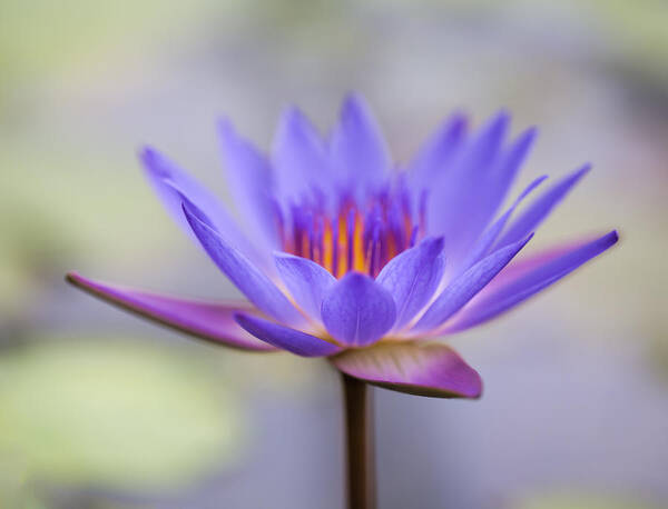 Flower Poster featuring the photograph Waterlily by Jackie Sajewski