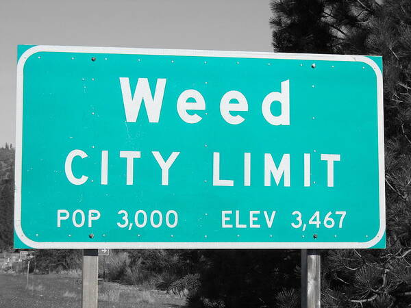 Welcome To Weed Poster featuring the photograph Welcome to Weed by Colleen Cornelius