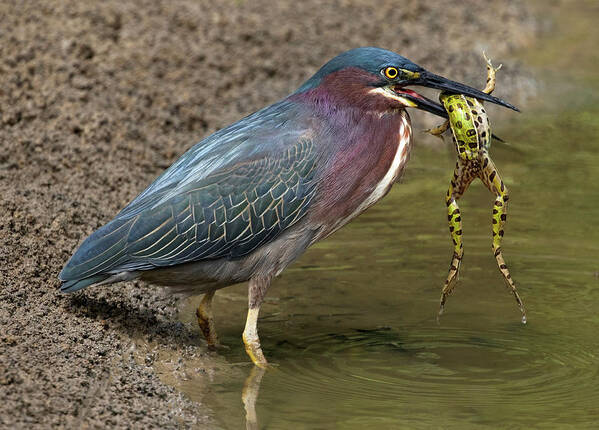 Green Heron Poster featuring the photograph Wetland Encounters by Art Cole