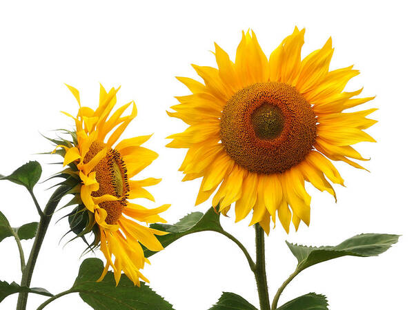 Sunflower Poster featuring the photograph Whispering Secrets Sunflowers On White by Gill Billington